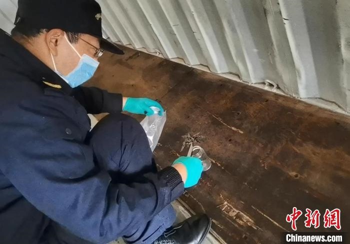 張家港海關(guān)工作人員截獲捕鳥蛛?！⊥踅〕?攝