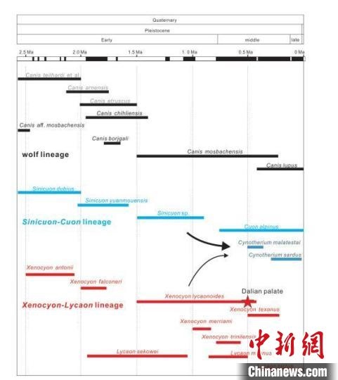 第四紀(jì)主要犬族成員分布年代圖?！≈锌圃汗偶棺邓?供圖