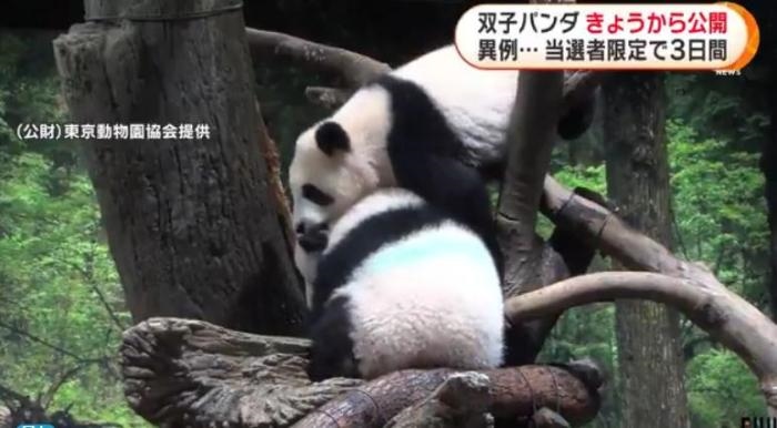 12日，日本東京上野動(dòng)物園的旅日雙胞胎熊貓開(kāi)始同游客見(jiàn)面。(圖片來(lái)源：日本富士電視臺(tái)視頻截圖)