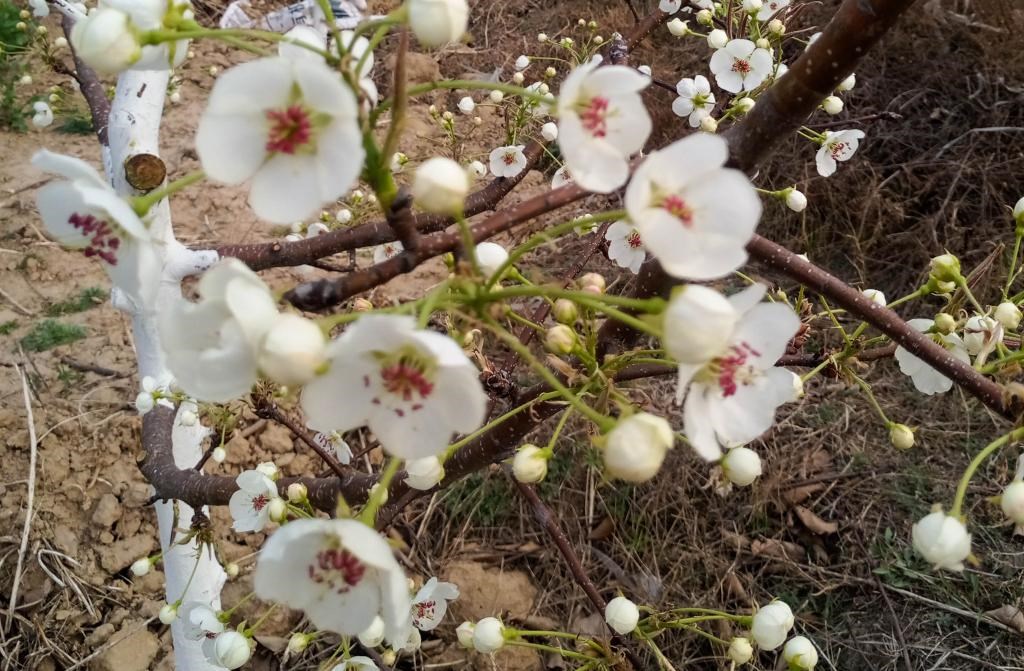 這是拍攝的汾西縣后加樓村盛開(kāi)的梨花。(受訪者供圖)