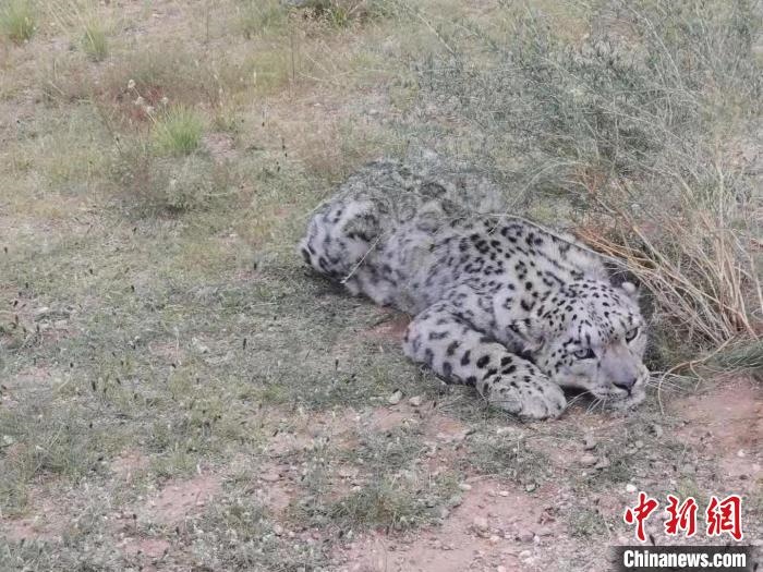 圖為在四子王旗發(fā)現(xiàn)的雪豹(資料圖)?！∷淖油跗炀焦﹫D