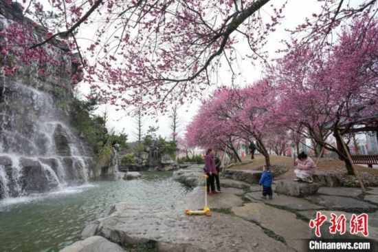 2月23日，市民在乾藝梅園景區(qū)觀賞綻放的梅花。陳興輝 攝
