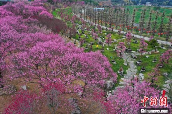 2月23日，航拍乾藝梅園景區(qū)綻放的梅花。瞿宏倫 攝