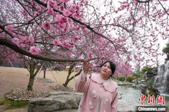 2月23日，市民在乾藝梅園景區(qū)觀賞綻放的梅花。陳興輝 攝