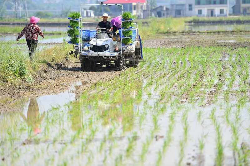 △2023年4月26日，湖南湘潭市雨湖區(qū)姜畬鎮(zhèn)易建河村的一處高標(biāo)準(zhǔn)農(nóng)田，農(nóng)民駕駛插秧機(jī)插秧。