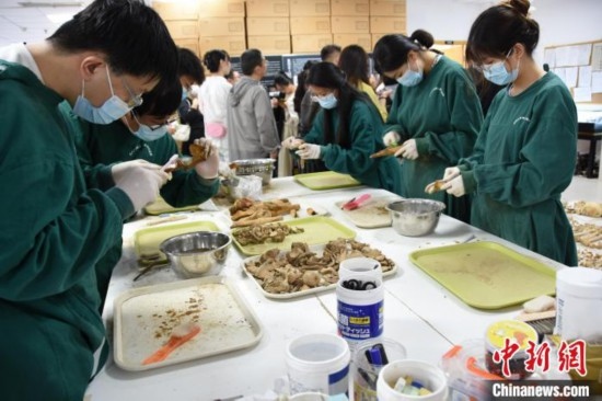 圖為鄭州大學(xué)在校大學(xué)生正在清理骨骼標(biāo)本。王宇 攝