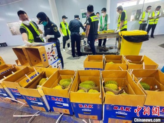 圖為海關關員對進口榴蓮進行查驗。黃艷梅 攝