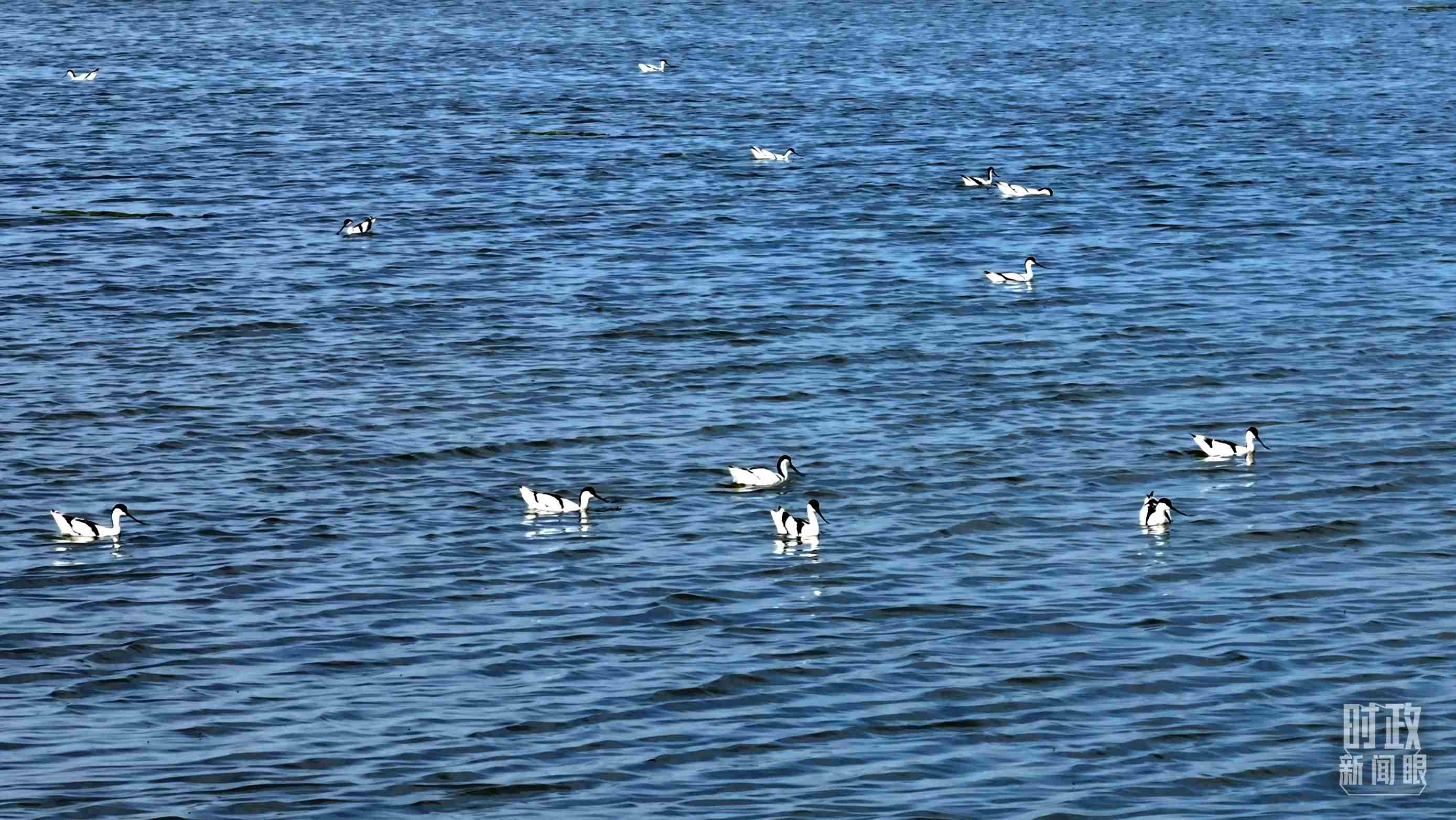 △鹽湖棲息的鳥類。（總臺記者裴大偉、康曉宇拍攝）