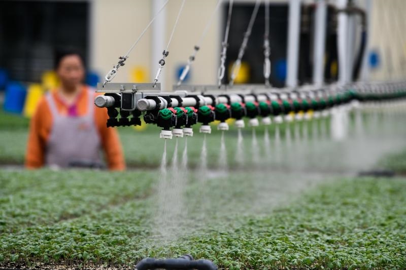工人在貴陽(yáng)市開(kāi)陽(yáng)縣楠木渡蔬菜良種繁育中心查看自動(dòng)噴灌系統(tǒng)給辣椒苗澆水情況（2023年5月24日攝）。新華社記者 楊文斌 攝