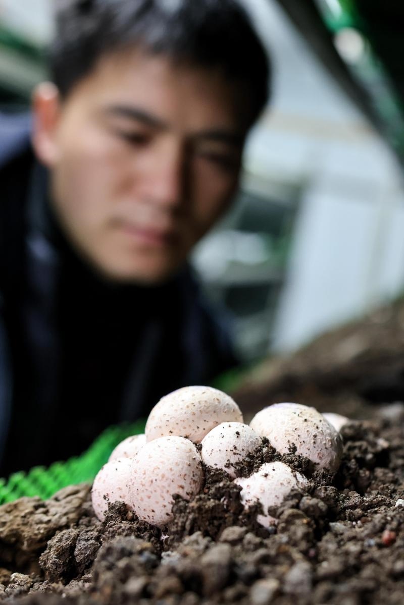 工作人員在貴陽(yáng)市白云區(qū)食用菌產(chǎn)業(yè)示范園智能菇房?jī)?nèi)查看菌菇生長(zhǎng)情況（2022年2月14日攝）。新華社記者 歐東衢 攝