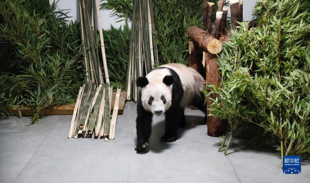 5月29日，大熊貓“丫丫”回到北京動物園。新華社發(fā)（付卓新 攝）