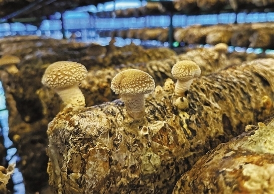 龍游數(shù)智大棚種植的花菇。 記者 祝梅 攝