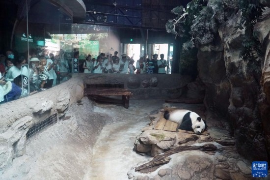 6月22日，游客在北京動物園大熊貓館參觀。新華社記者 任超 攝