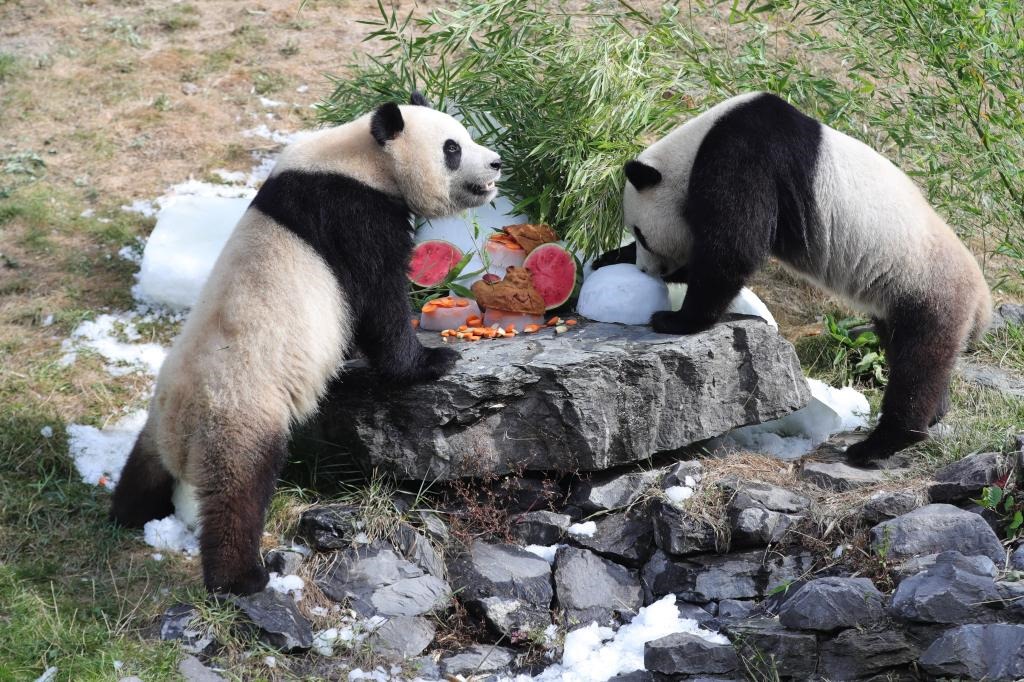 在比利時(shí)天堂動(dòng)物園，大熊貓“寶弟”（左）、“寶妹”享用“生日大餐”。