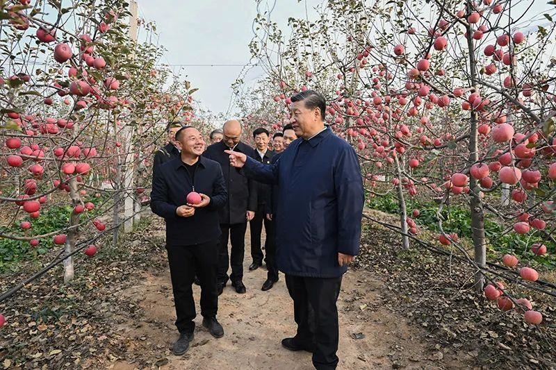 △2022年10月26日，陜西延安高橋鎮(zhèn)南溝村，習近平總書記走進果園，向現(xiàn)場采摘的果農了解蘋果收成。