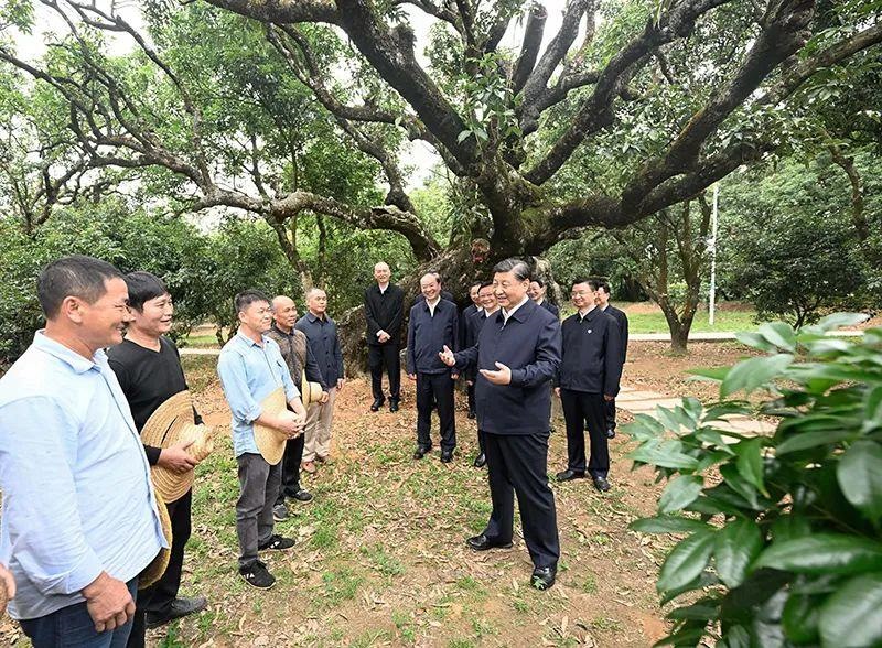 △今年4月11日，習近平總書記在廣東茂名高州市根子鎮(zhèn)柏橋村荔枝種植園，同現(xiàn)場技術人員親切交流。