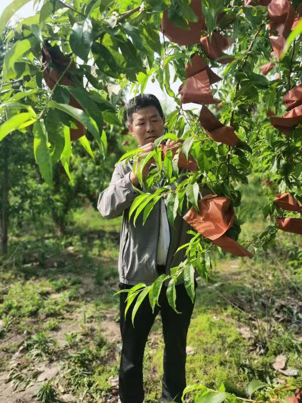 河南長垣樊相鎮(zhèn)谷寨采摘園。王紹紹攝