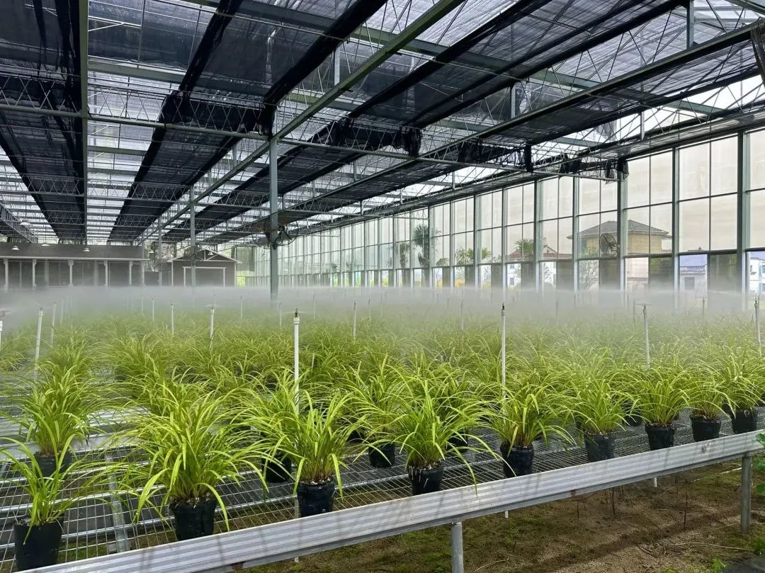 浙江省紹興市柯橋區(qū)漓渚鎮(zhèn)棠棣村的蘭花種植基地。靜玄 攝