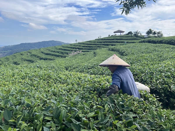 茶農正在茶園中采茶。人民網 高清揚攝