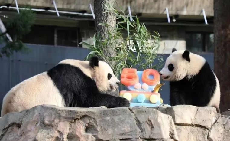 2022年，美國國家動物園舉辦活動慶祝大熊貓抵美50周年，園方為大熊貓“美香”“添添”和“小奇跡”一家三口準(zhǔn)備了有“50”字樣的冰凍水果蛋糕。（圖片來源：雅安市廣播電視臺）