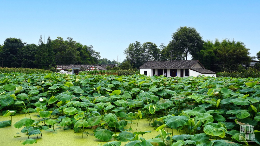 四川眉山，永豐村荷塘。2022年6月，習(xí)近平曾到此調(diào)研鄉(xiāng)村振興情況。（總臺(tái)央廣記者潘毅拍攝）