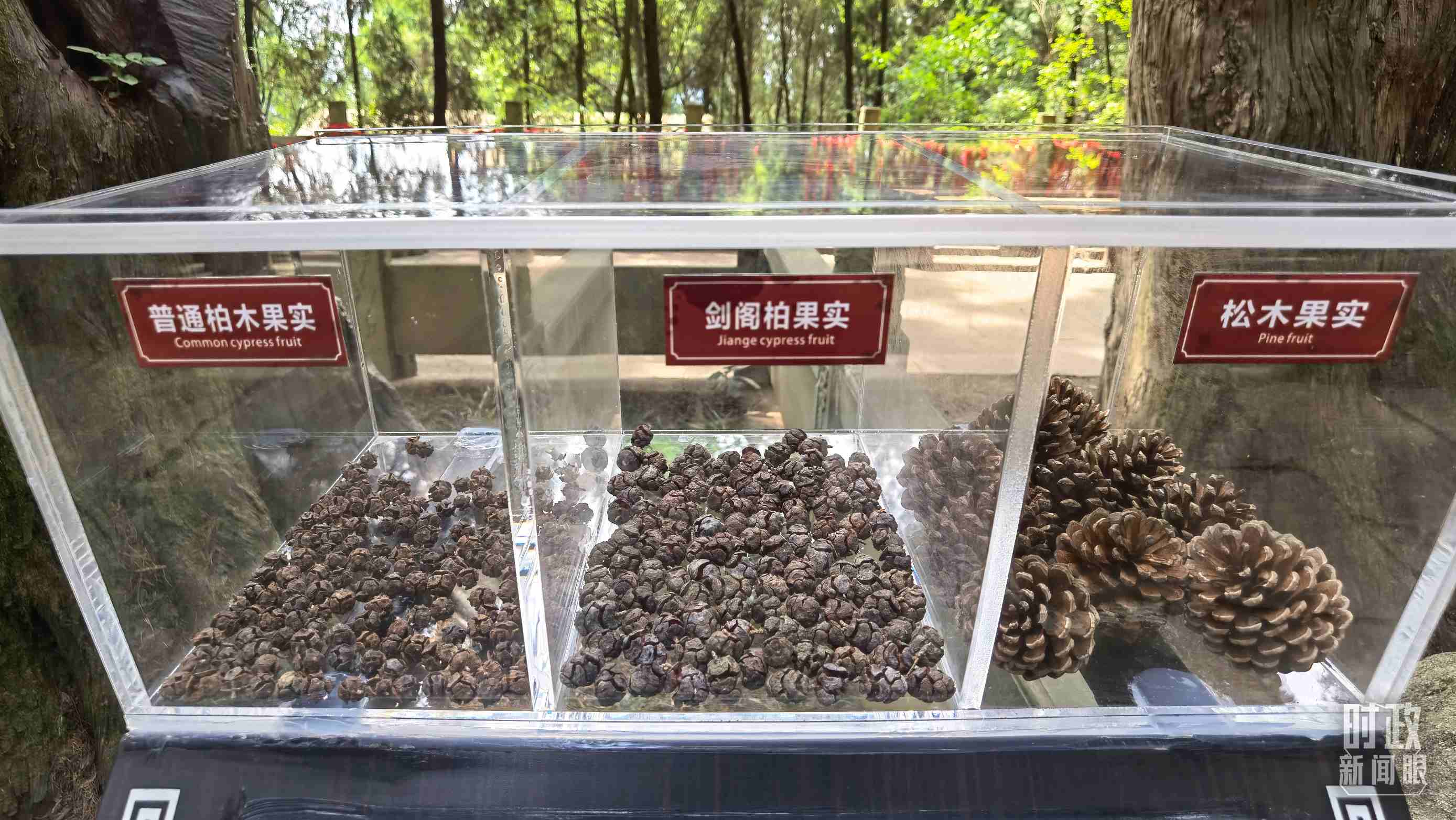 △翠云廊古蜀道，現(xiàn)場陳列的柏木和松木果實。（總臺央視記者石丞拍攝）