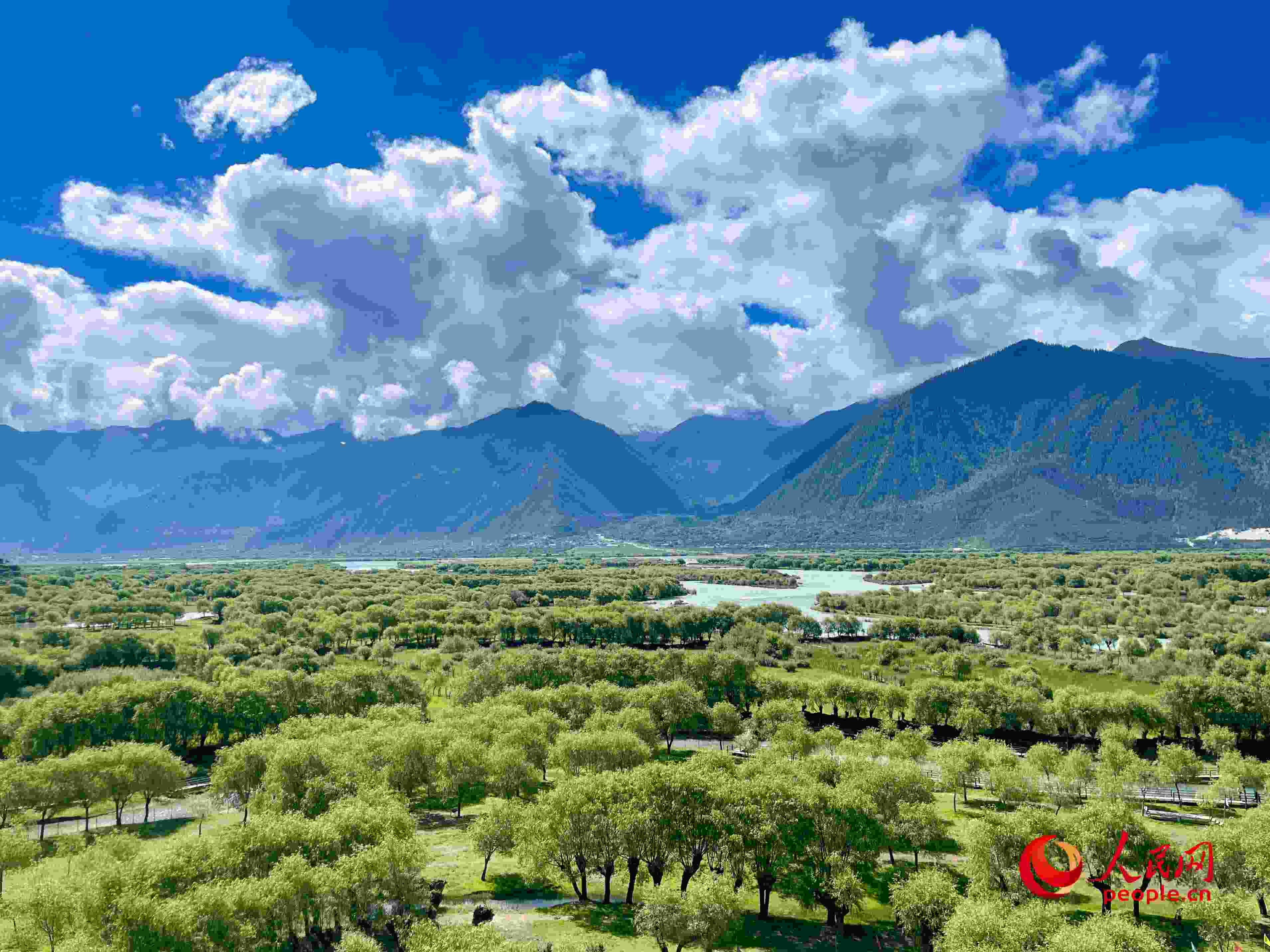 夏日的雅尼國家濕地公園生機盎然，如詩如畫。人民網(wǎng) 周靜圓攝