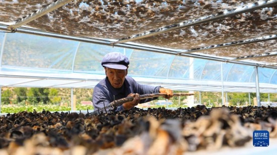7月29日，在卓尼縣納浪鎮(zhèn)納浪村黑木耳種植基地，農(nóng)戶在翻曬黑木耳。