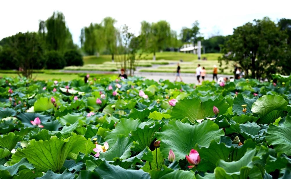 日前，陜西省漢中市漢江兩岸的天漢濕地公園內(nèi)，市民在休閑賞景。新華社記者 劉瀟 攝