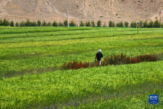 8月12日，西藏阿里地區(qū)普蘭縣赤德村村民在一片青稞田里行走。