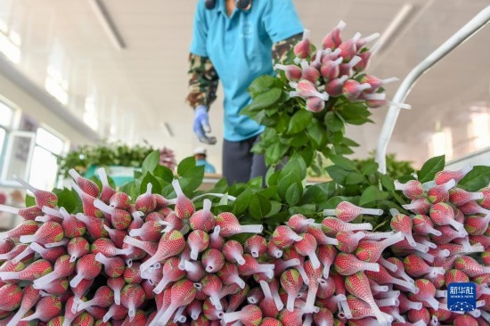 8月17日，農(nóng)民在吉林省德惠市朱城子鎮(zhèn)沿河村程雪家庭農(nóng)場打包玫瑰花。新華社記者 張楠 攝