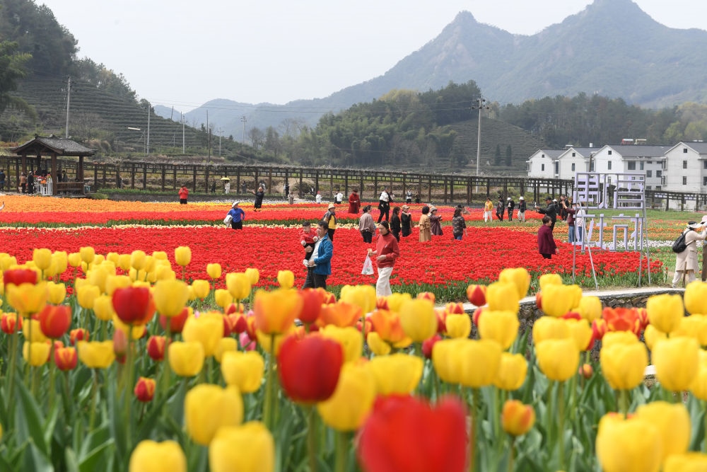 金華市浦江縣210省道旁的鮮花農(nóng)場(chǎng)（3月28日攝）。新華社記者 翁忻旸 攝