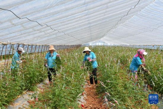 8月17日，農(nóng)民在吉林省德惠市朱城子鎮(zhèn)沿河村程雪家庭農(nóng)場采摘玫瑰花。新華社記者 張楠 攝