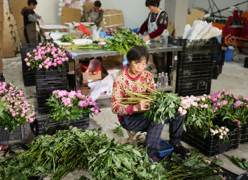 在浦江縣杭坪鎮(zhèn)烏漿村的鮮花種植基地，村民在處理芍藥鮮切花，準(zhǔn)備發(fā)往各地（5月23日攝）。新華社記者 翁忻旸 攝