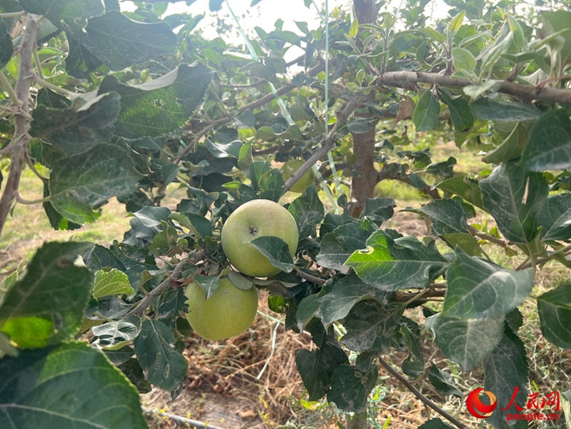 已有蘋果掛在枝頭，10月底即可成熟。人民網(wǎng)記者 常雪梅攝