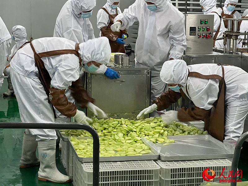 切片哈密瓜將被做成凍干食品。人民網(wǎng)記者 常雪梅攝