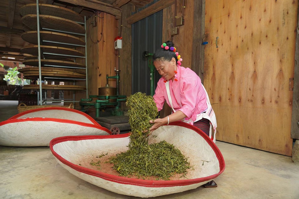 當(dāng)?shù)卮迕裾谌嗄聿枞~。普洱景邁山古茶林保護(hù)管理局供圖