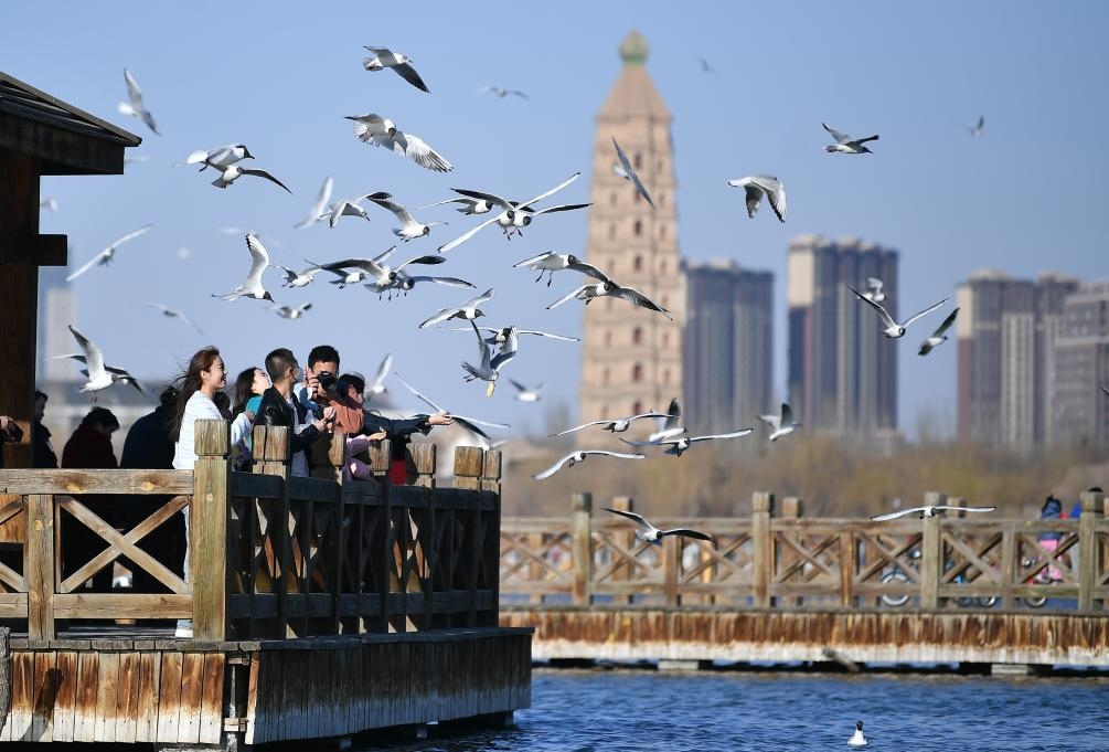 市民在寧夏銀川市海寶公園觀賞候鳥（2023年3月12日攝）。新華社記者王鵬 攝