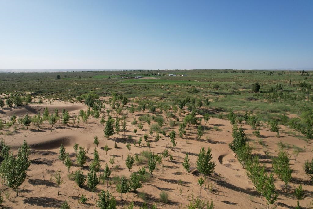 在庫布其沙漠腹地，牧民已讓10萬畝沙地變綠洲（無人機(jī)照片，2023年6月25日攝）。新華社記者李云平 攝