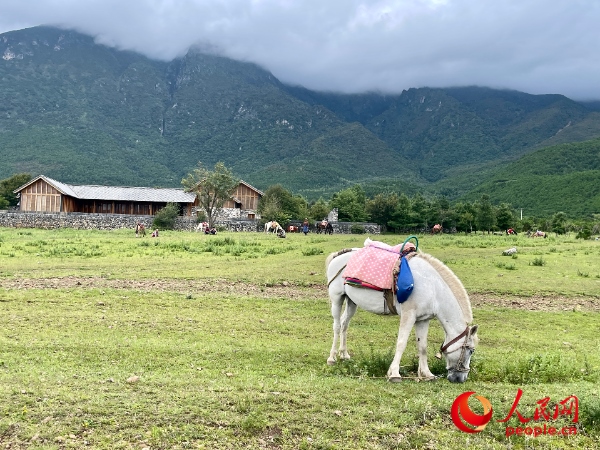 玉湖村附近草甸。人民網(wǎng) 周靜圓攝