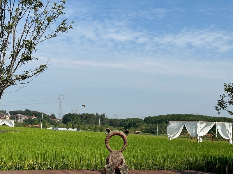 林語未來村打造農(nóng)家畈田園綜合體。人民網(wǎng) 王紹紹攝