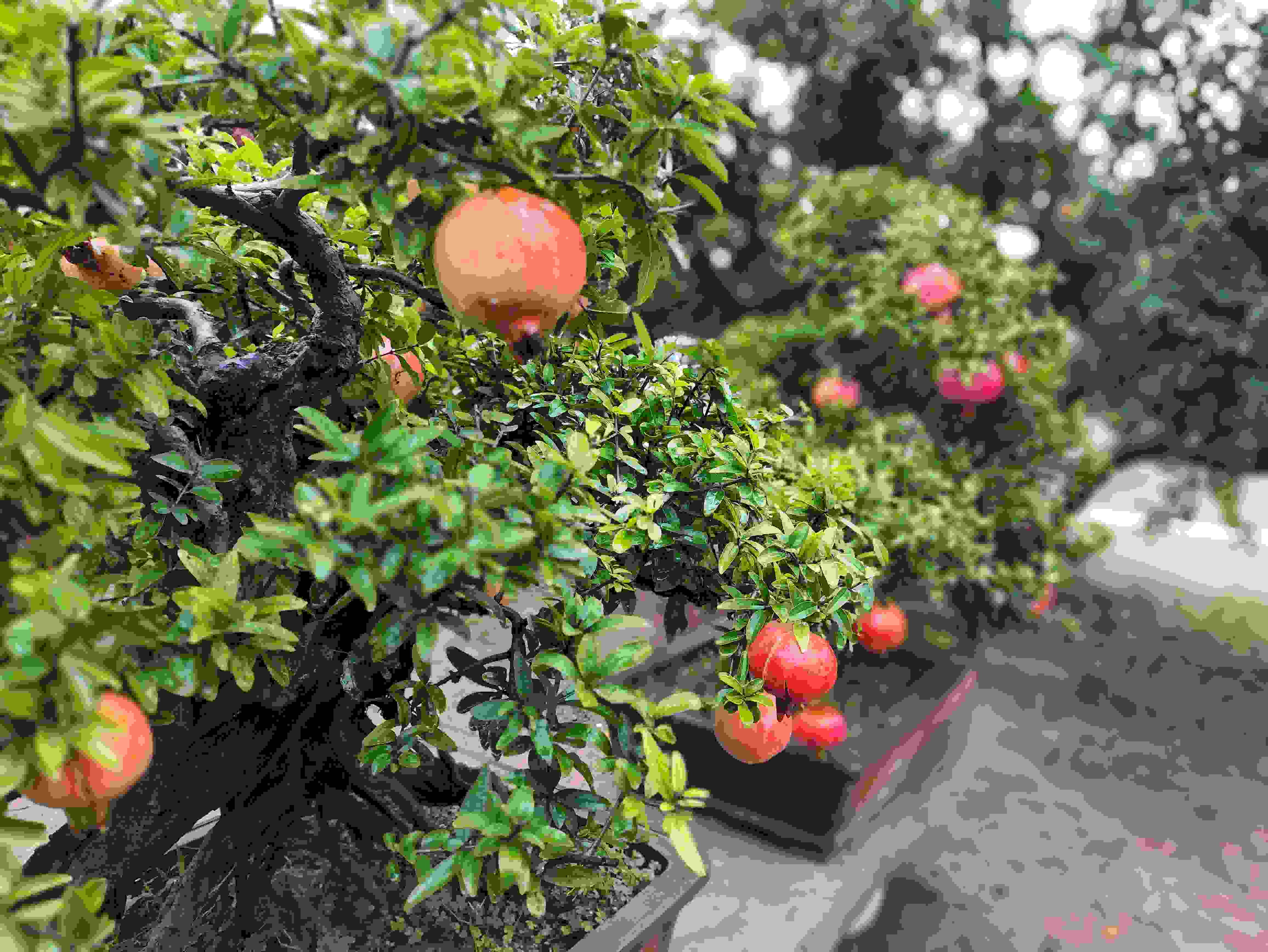 △石榴的發(fā)展帶動(dòng)了當(dāng)?shù)厥衽杈爱a(chǎn)業(yè)。（總臺(tái)央視記者鐘信偉拍攝）