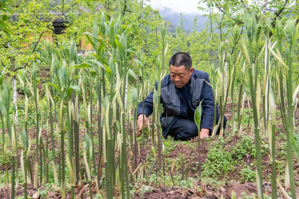4月14日，村民陳朋在地里管護(hù)種植的黃精。新華社記者 唐奕 攝