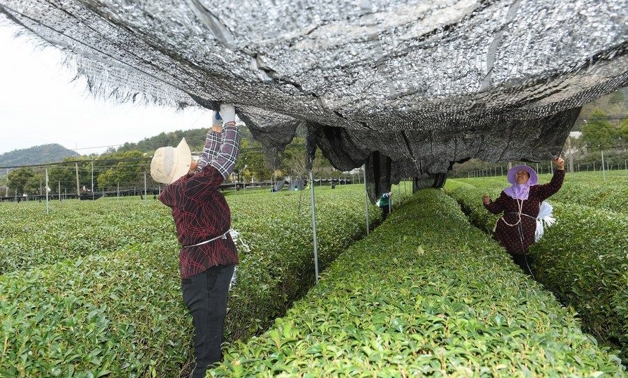  在浙江省紹興市越城區(qū)富盛鎮(zhèn)抹茶生產(chǎn)基地，農(nóng)戶為茶樹(shù)拉遮陽(yáng)網(wǎng)（2023年2月28日攝）。