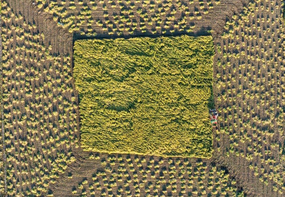 在吉林省舒蘭市平安鎮(zhèn)金星村，農(nóng)民駕駛農(nóng)機收割水稻（2023年9月21日攝，無人機照片）。新華社記者 張楠 攝