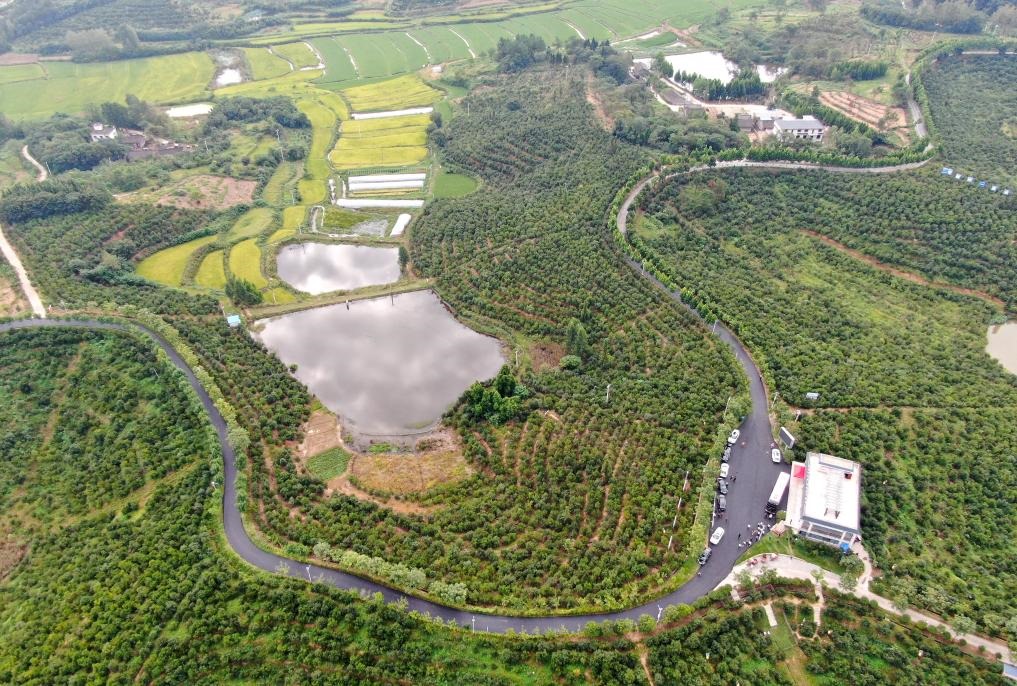 這是2020年8月25日拍攝的河南省光山縣槐店鄉(xiāng)司馬光油茶園（無人機照片）。新華社記者郝源攝