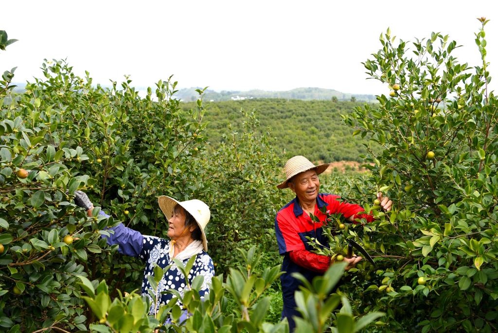 2020年8月25日，村民在河南省光山縣槐店鄉(xiāng)司馬光油茶園內(nèi)勞作。新華社記者郝源攝