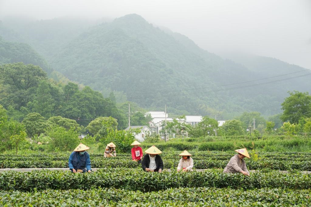 2022年5月11日，村民在大灣村生態(tài)茶園內(nèi)采摘茶葉。新華社記者杜宇攝