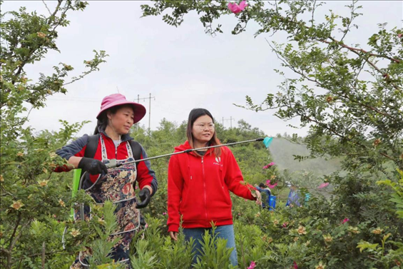 王永華（右一）向龍鳳村村民傳授噴灑農(nóng)藥技術(shù)要領(lǐng)。受訪者供圖