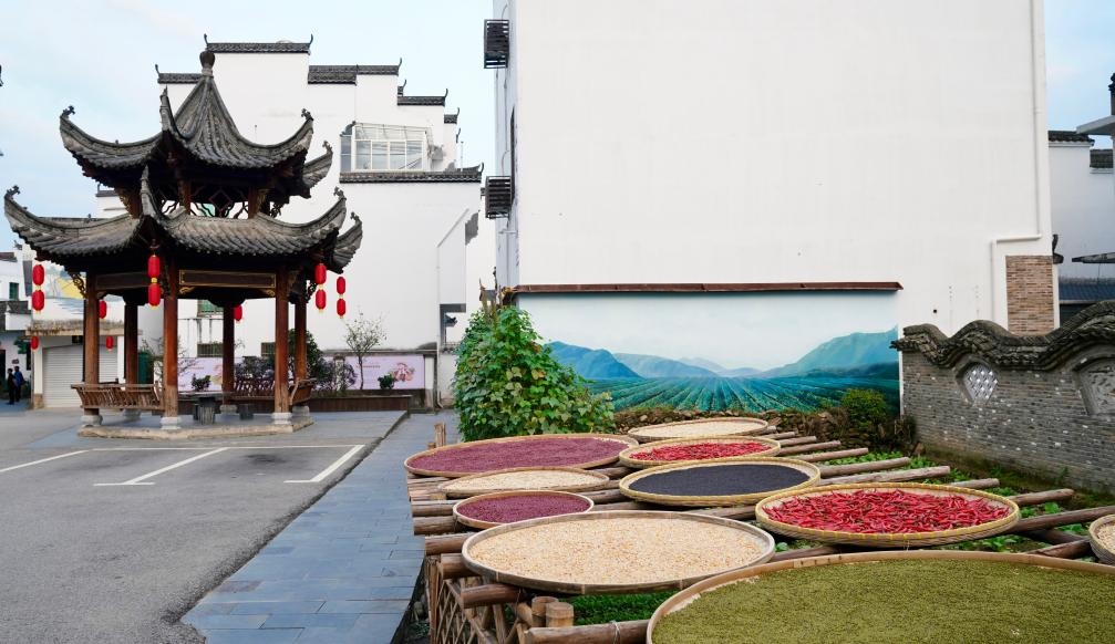 近日拍攝的江西省上饒市婺源縣秋口鎮(zhèn)王村石門自然村曬秋場景。新華社記者 胡晨歡 攝
